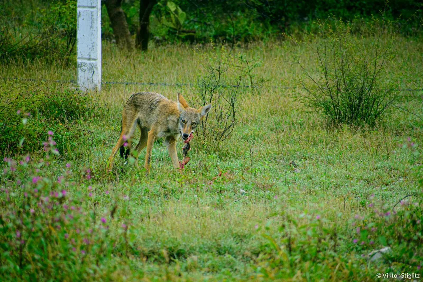 Coyote